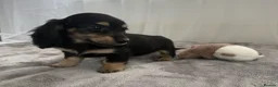 Miniature Dachshund dogs for sale: Beautiful long coat puppies ready now - Advert 7