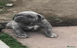 Mastiff dogs for sale: Boerboel x pressa - Image 8