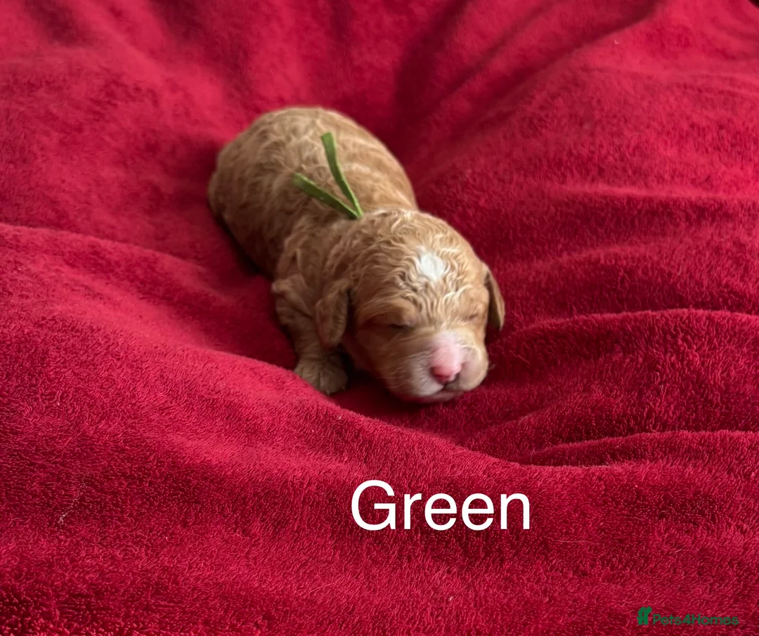 Cockapoo dogs for sale: Beautiful F1b Cockapoo Puppies - Advert 2