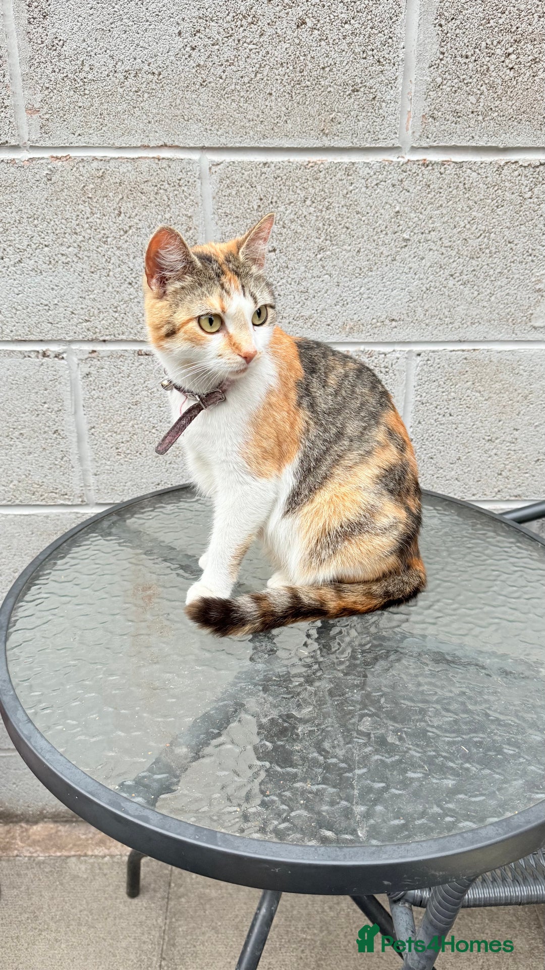 Mixed Breed cats for sale: Kitten and cat both available  - Image 4
