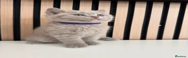 British Shorthair 1