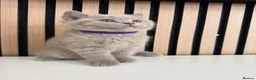British Shorthair cats for sale: British shorthair kittens - Advert 5