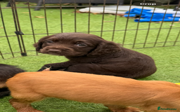 Cockapoo dogs for sale: 12 stunning cockapoo puppies ready now - Image 16