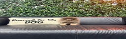Pomeranian dogs for stud: Tiny KC lilac & tan stud  - Advert 11