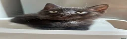 Mixed Breed cats for sale: Male kitten - Advert 22