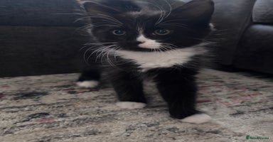 Mixed Breed cats - Advert 10