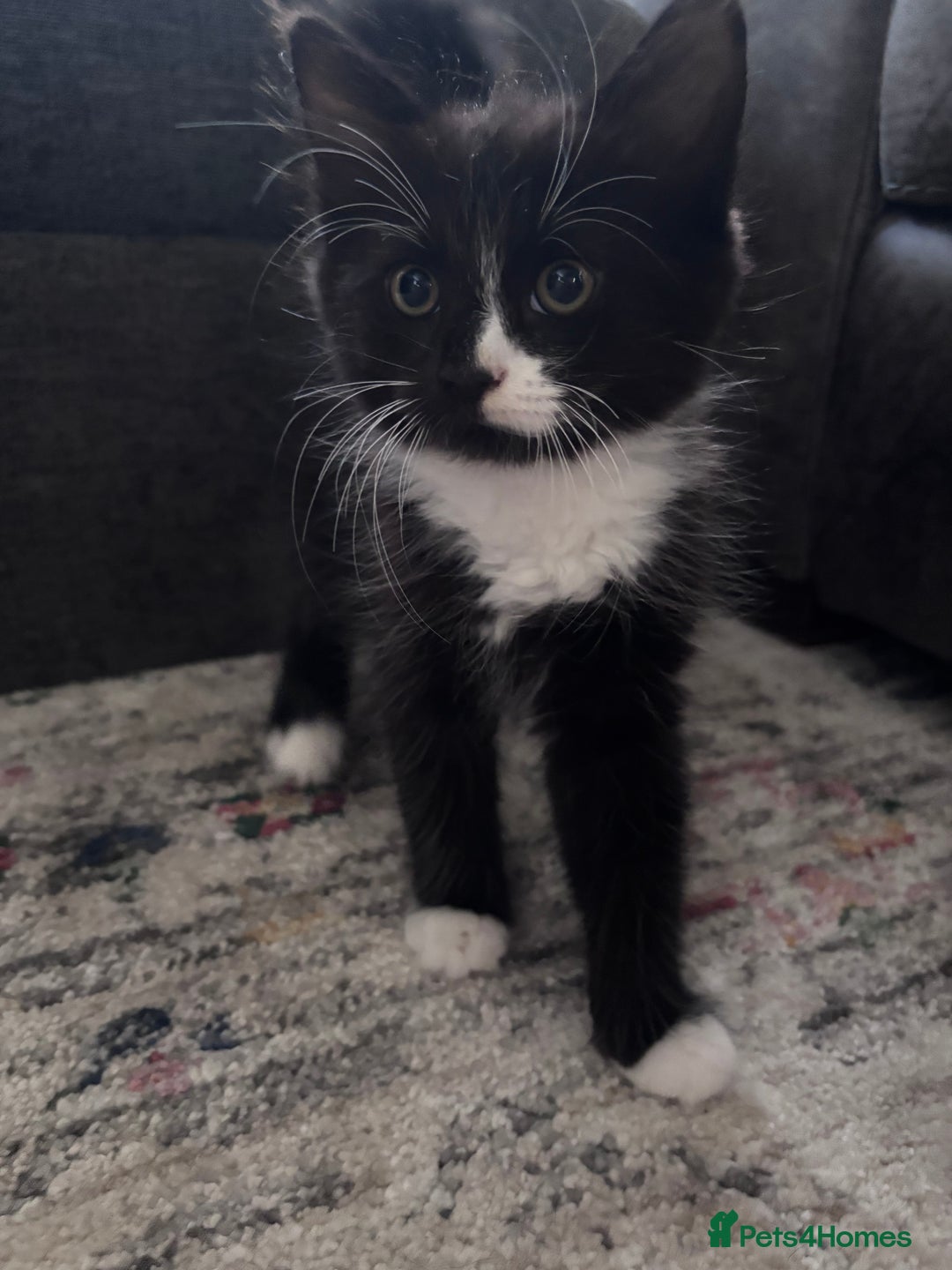 Mixed Breed cats for sale: 3 very fluffy kittens - Image 2