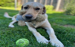 Labrador Retriever dogs for sale: Sensitive and Devoted Labrador  - Image 6