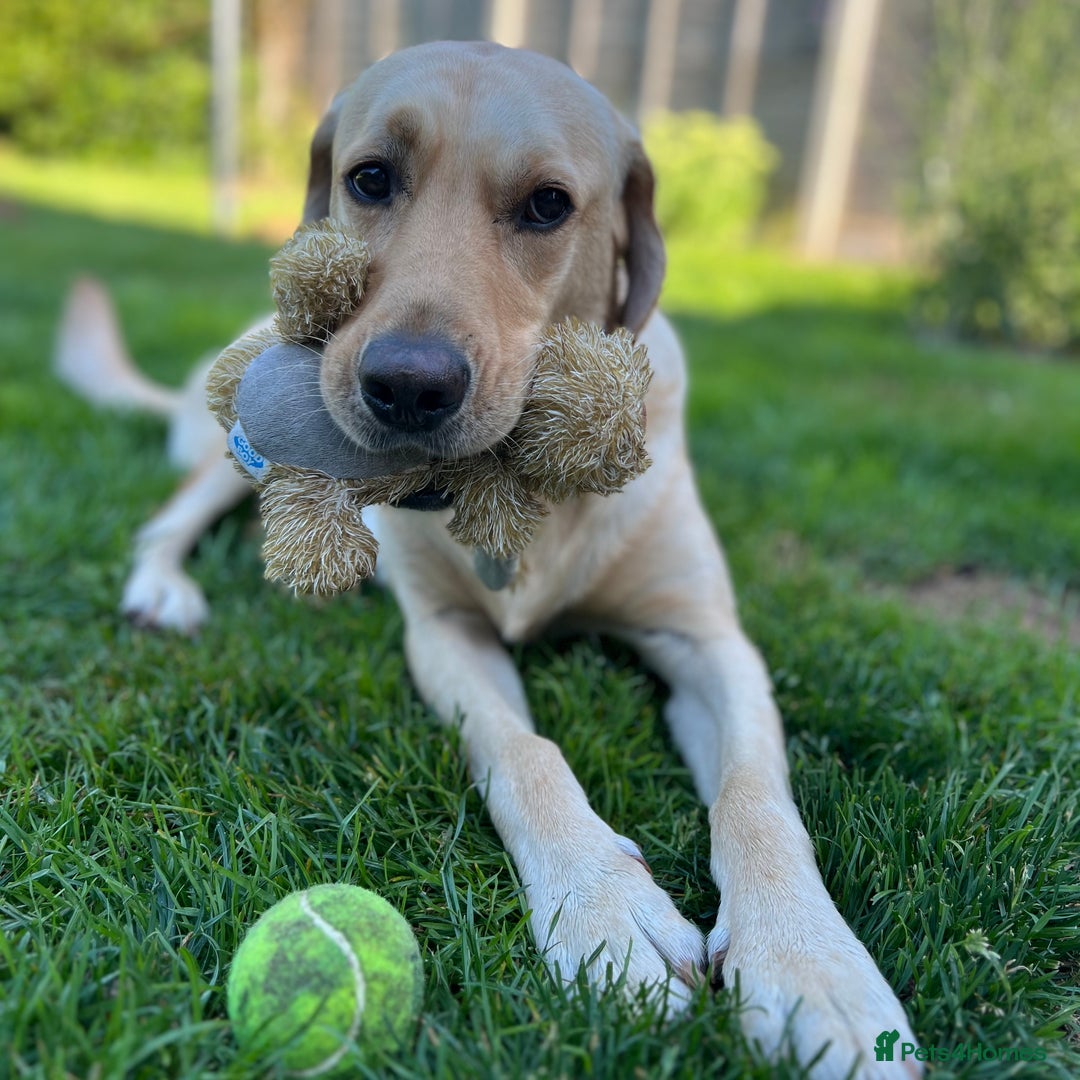 Labrador Retriever dogs for sale: Sensitive and Devoted Labrador  - Image 6