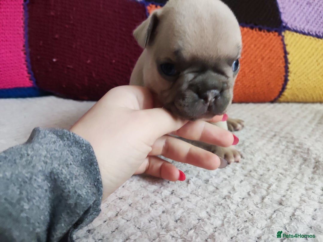 French Bulldog dogs for sale: Beautiful boy ready for reservation  - Image 3