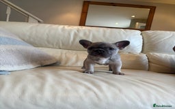 French Bulldog dogs for sale: Beautiful Frenchbulldog puppies 🇫🇷  - Image 1