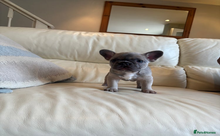 French Bulldog dogs - Advert 2