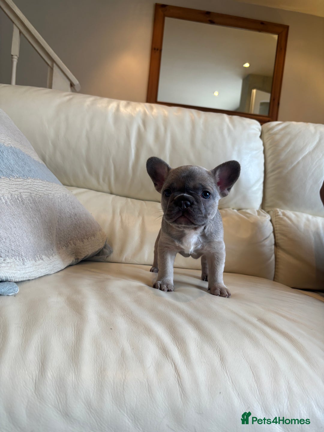 French Bulldog dogs for sale: Beautiful Frenchbulldog puppies 🇫🇷  - Image 1
