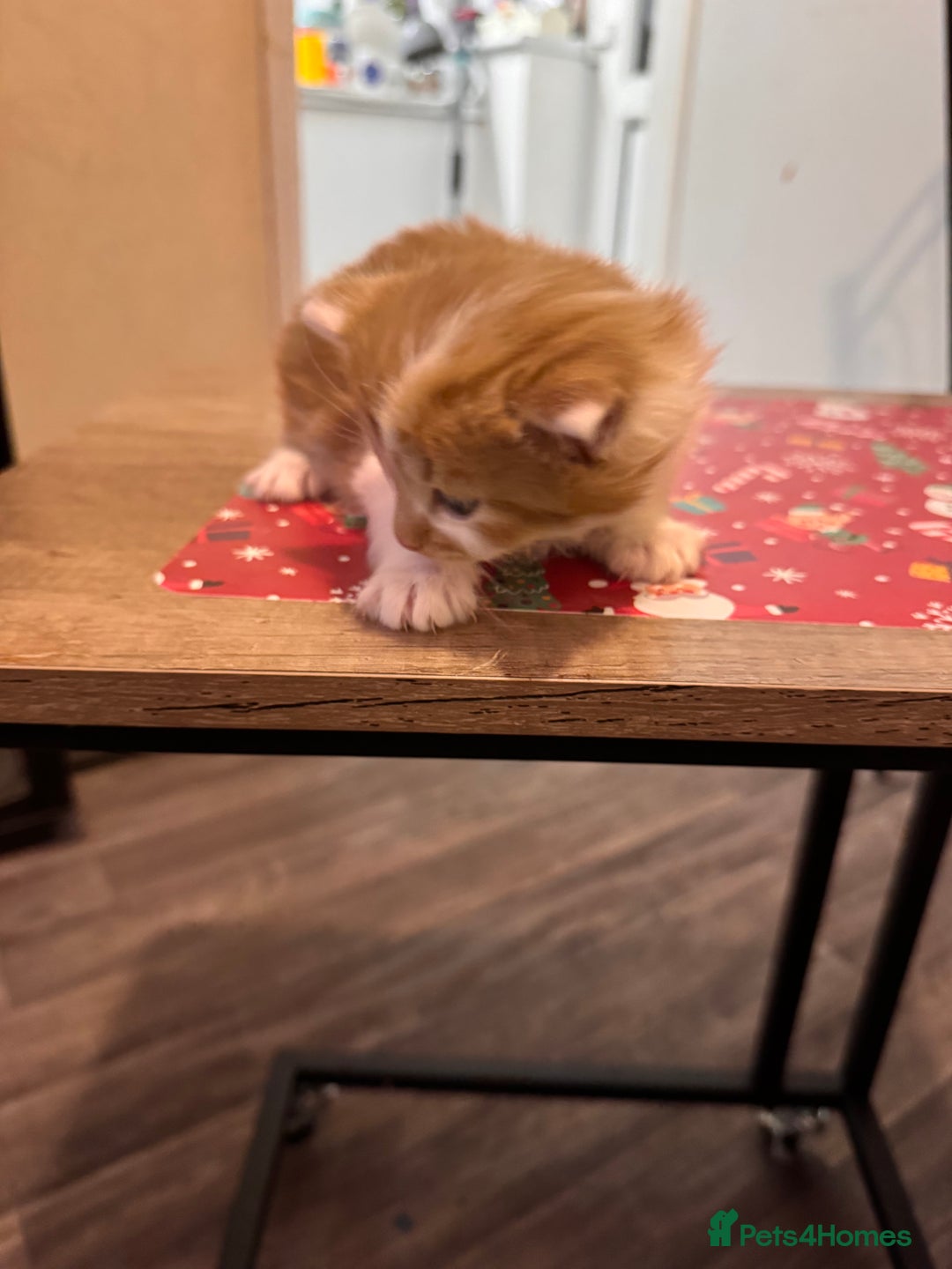 Domestic Shorthair cats for sale: 4 lovely little kittens  - Advert 9