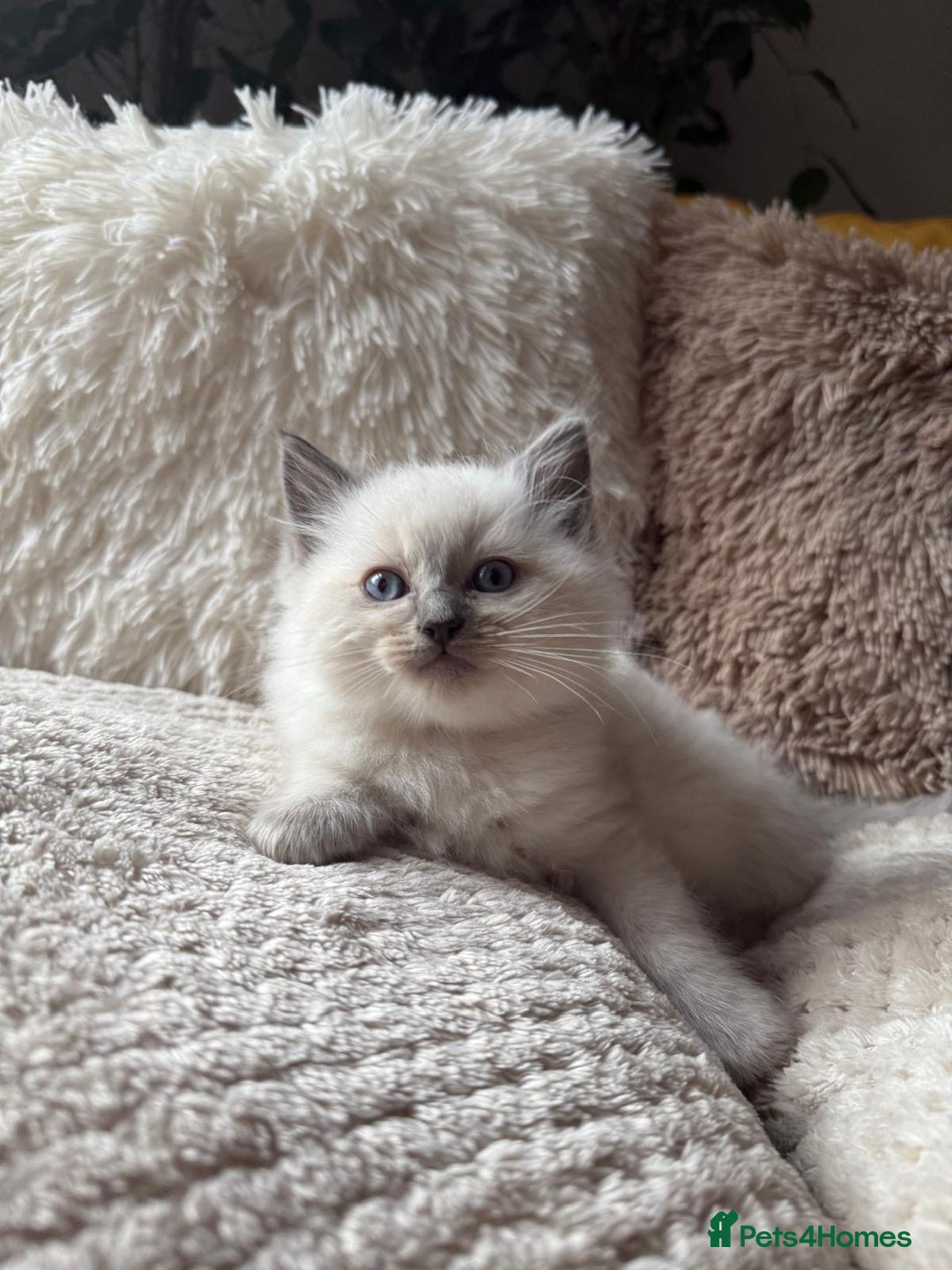 Ragdoll cats for sale: Ready now🧡 Fantastic 4 💛💙pure Ragdoll kittens🩵 - Image 7