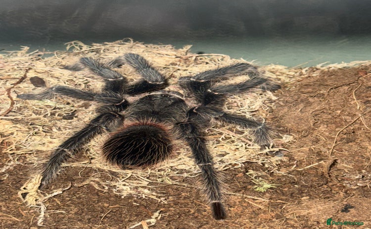Tarantulas invertebrates - Advert 1