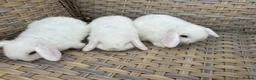 Mini Lop rabbits for sale: Blue eyed white mini lops. - Advert 2
