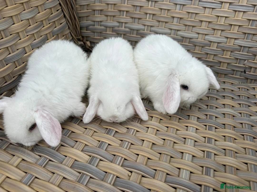 Mini Lop rabbits for sale: Blue eyed white mini lops. - Advert 2
