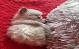 Ragdoll cats for sale: Kitten - Image 17