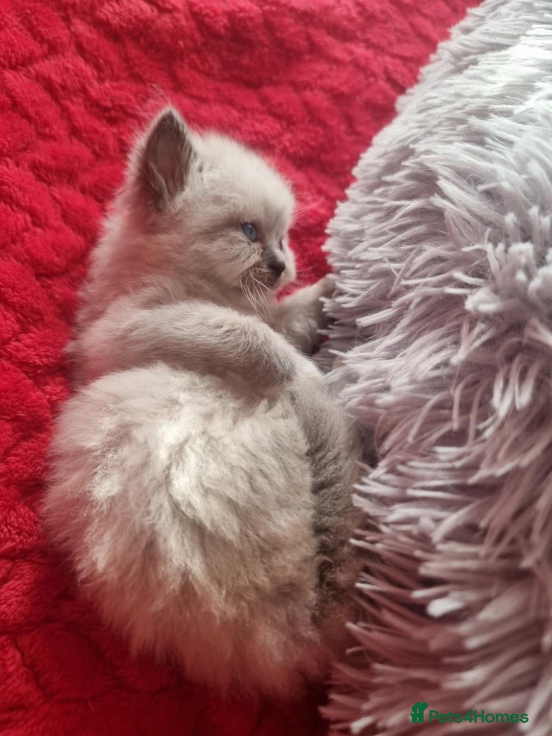 Ragdoll cats for sale: Kitten - Image 17