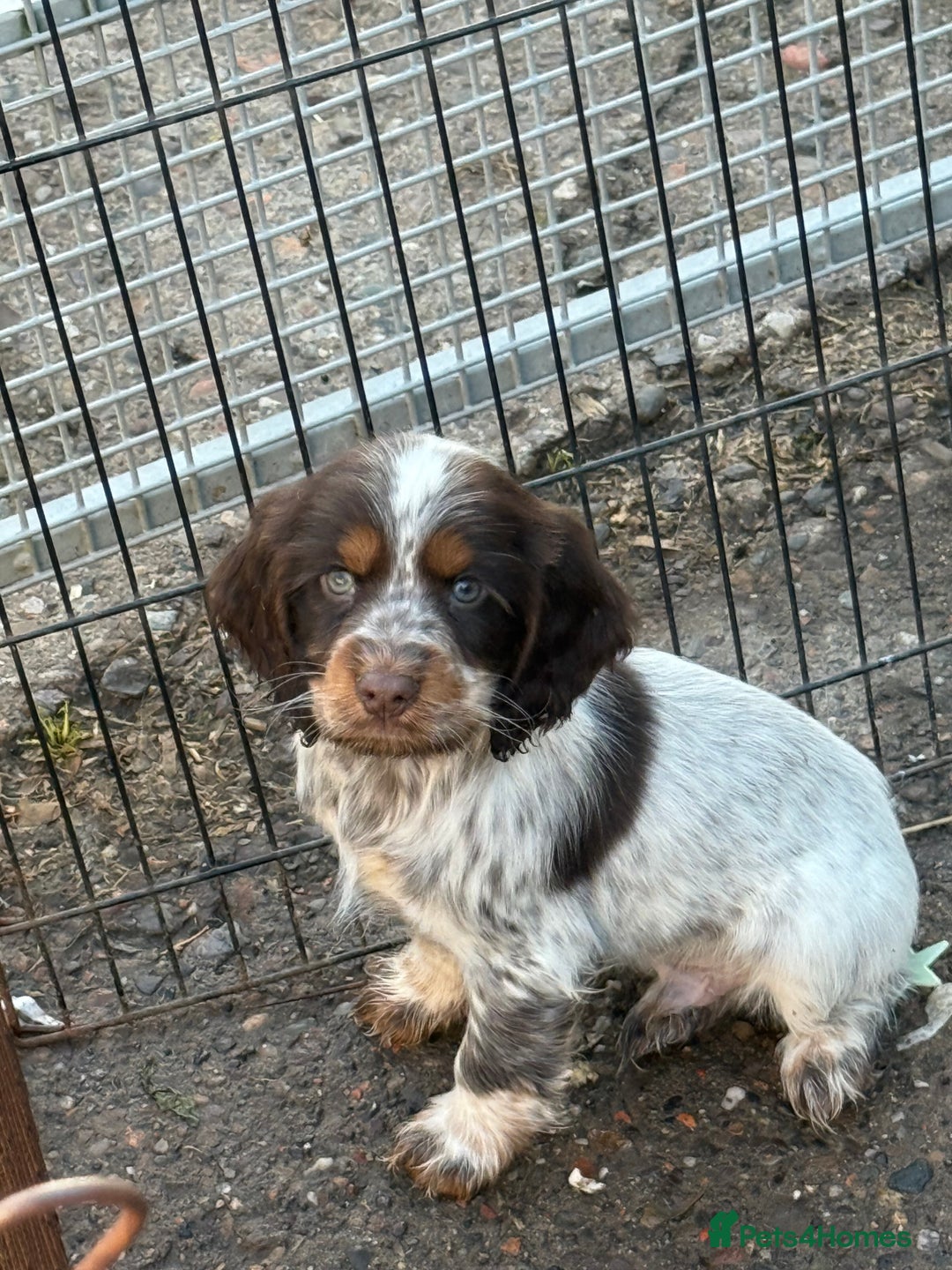 Cocker Spaniel dogs for sale: Ready Now Cocker Spaniel Male - Advert 3