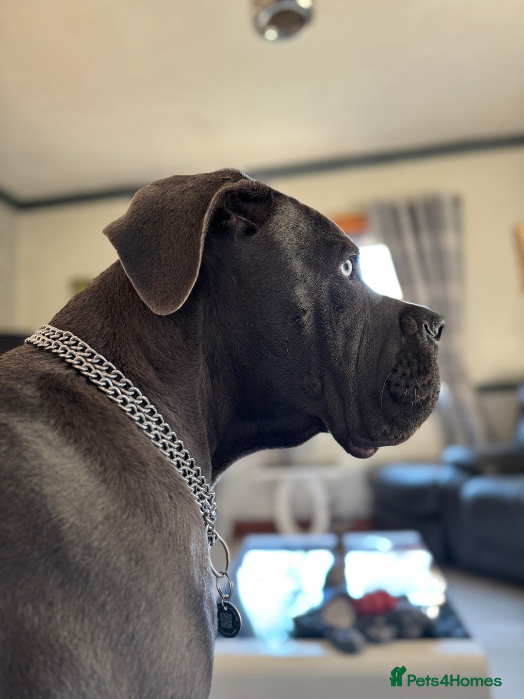 Cane Corso dogs for stud: Beautiful cane corso for stud - Image 9