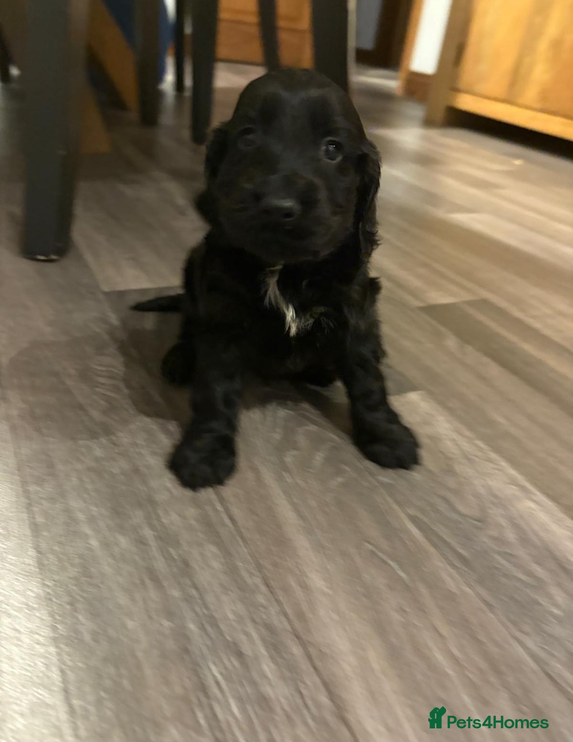 Cocker Spaniel dogs Beautiful show/working cocker spaniels 🐶🐾 - Advert 3