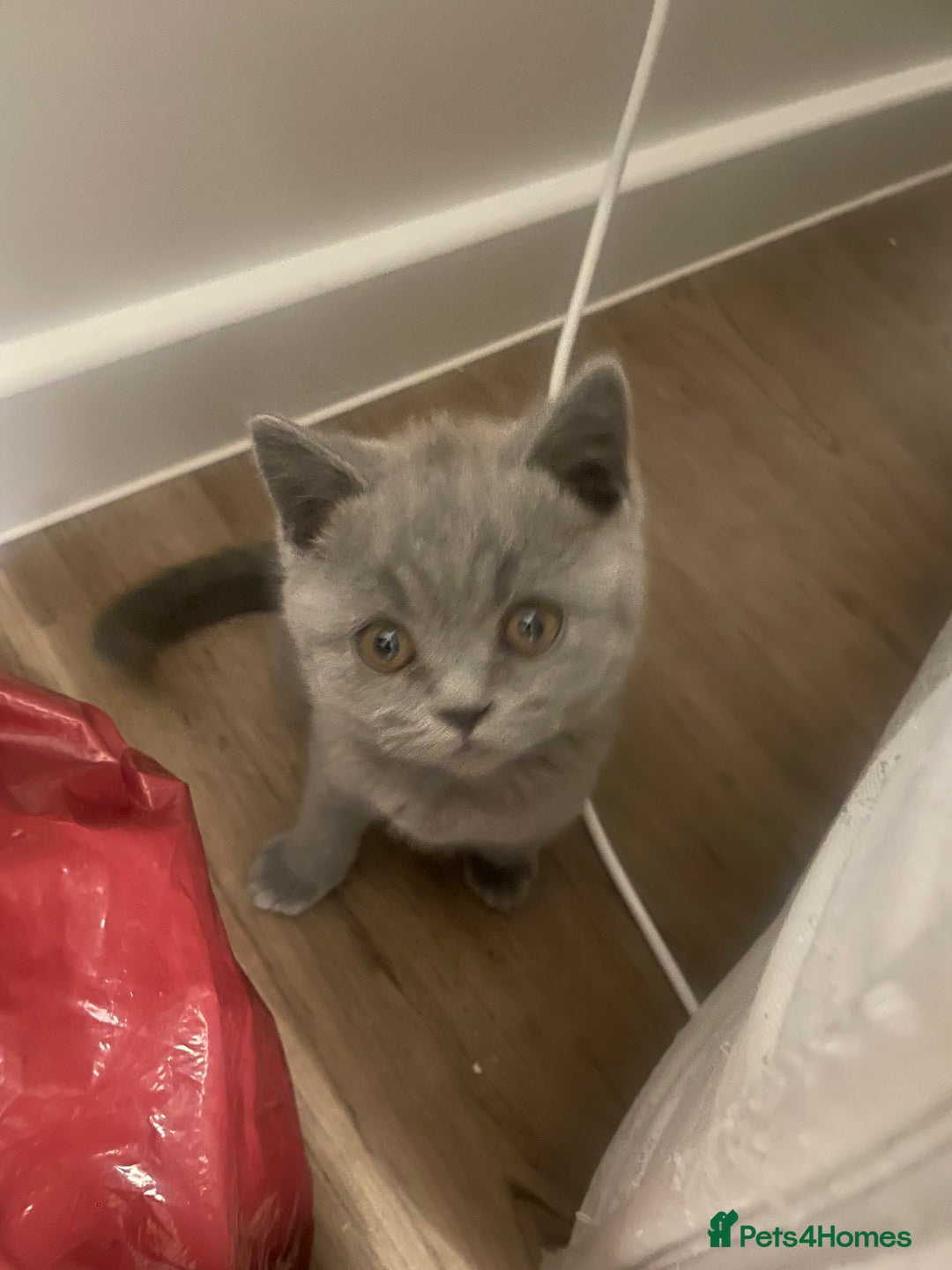 British Shorthair cats for sale:  British shorthair kittens Pedigree registered - Advert 15