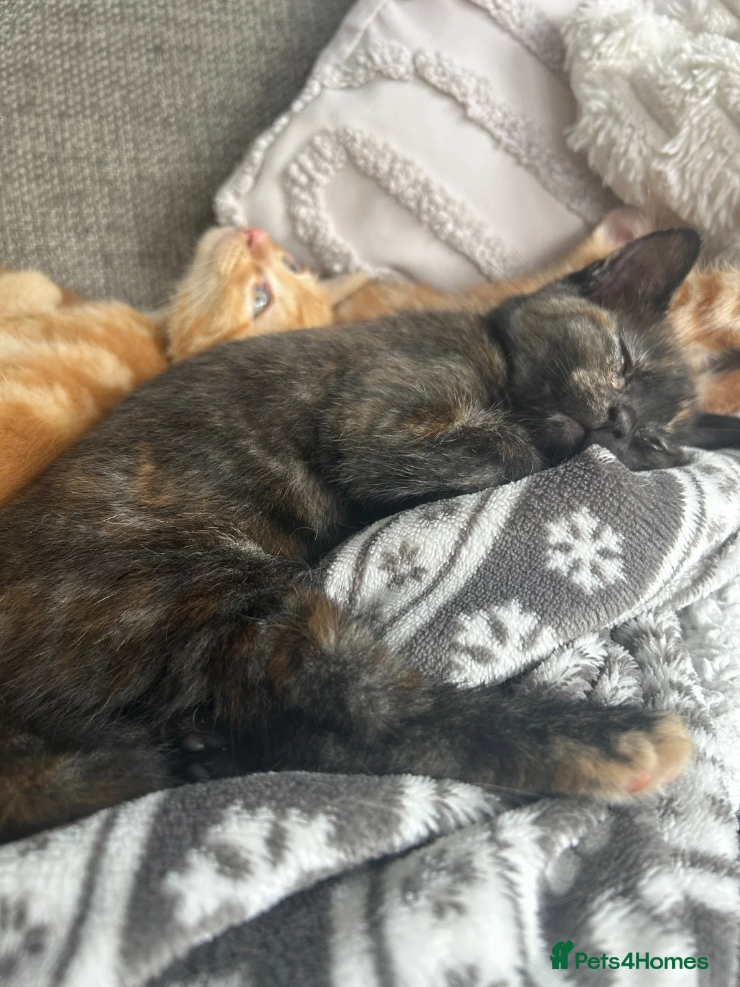 British Shorthair cats for sale: 1 beautiful female kitten  - Advert 8