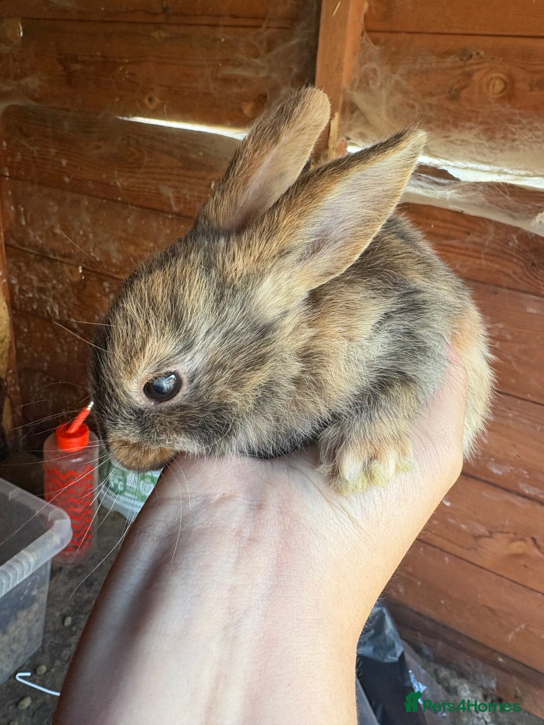 Rex rabbits for sale: Rex rabbits for sale - Image 6