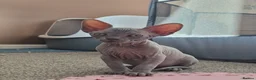 Sphynx cats for sale: Sphynx kittens 5 Tica generation certificate  in Belfast - Advert 9