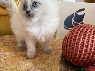 Ragdoll cats A small fluffy bundle of joy - Advert 18