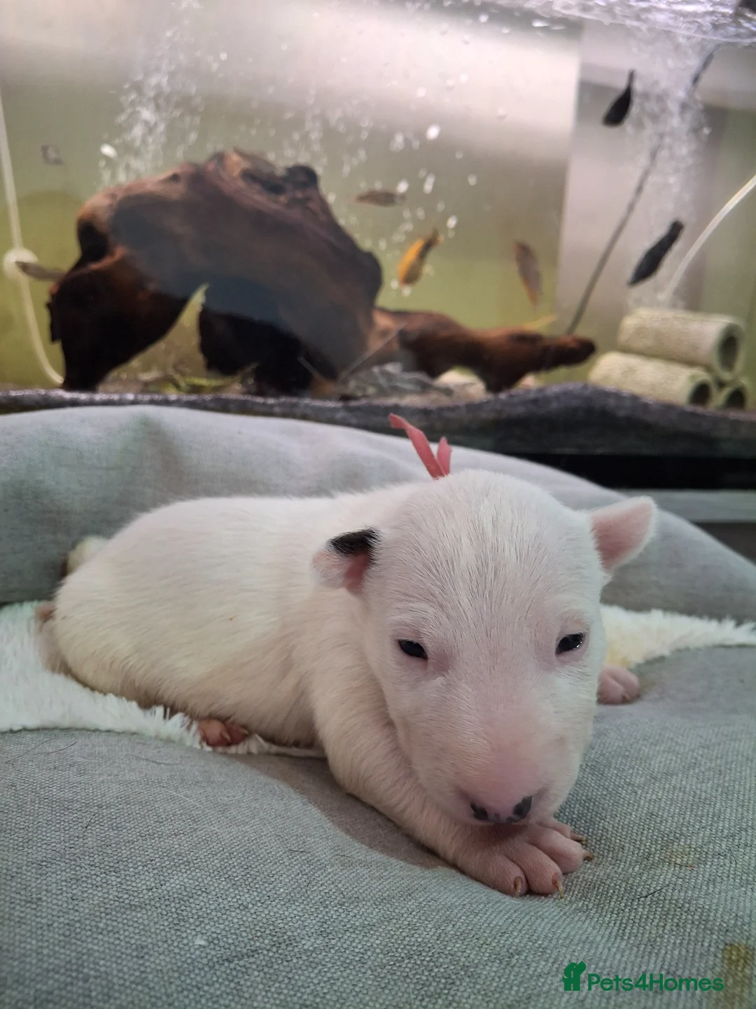 English Bull Terrier dogs for sale: Stunning english bull terrier pups - Advert 2