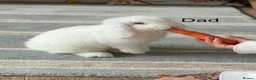 Mini Lop rabbits for sale: Beautiful Mini Lop Babies – Cornwall 🐰❤️ - Advert 3