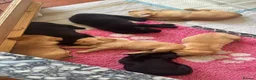 Labrador Retriever dogs for sale: 2 beautiful black boys and fox red girl - Labrador in Christchurch - Advert 1
