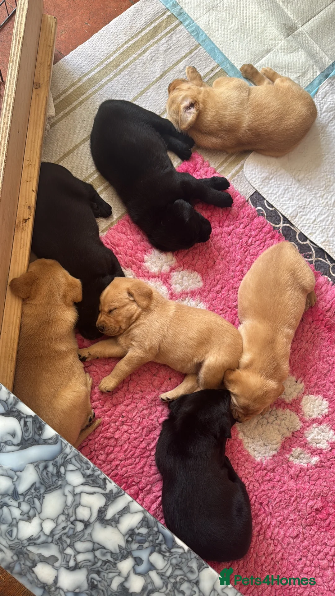 Labrador Retriever dogs for sale: 2 beautiful black boys and fox red girl - Labrador in Christchurch - Advert 1