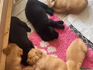Labrador Retriever dogs 2 beautiful black boys and fox red girl - Labrador - Advert 6