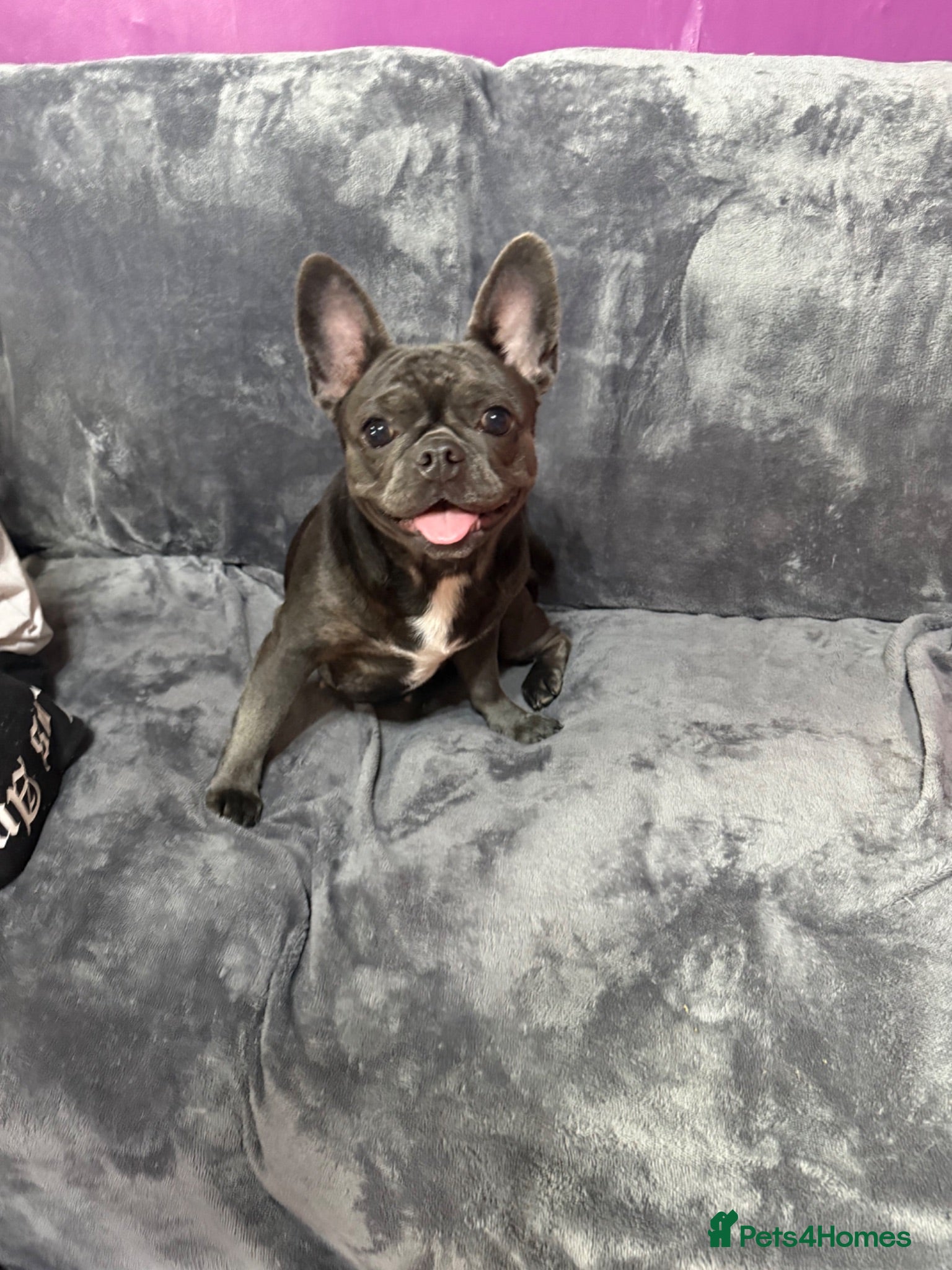French Bulldog dogs This is Bella  - Advert 1