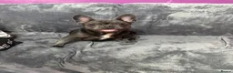French Bulldog dogs for sale: This is Bella  - Advert 1
