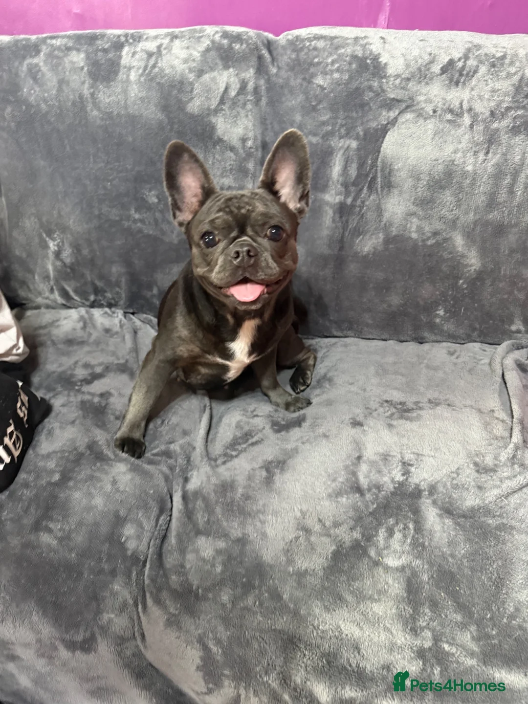 French Bulldog dogs for sale: This is Bella  - Advert 1