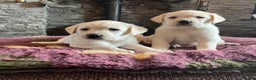 Labrador Retriever dogs for sale: KC reg health tested chunky white Labradors - Advert 7