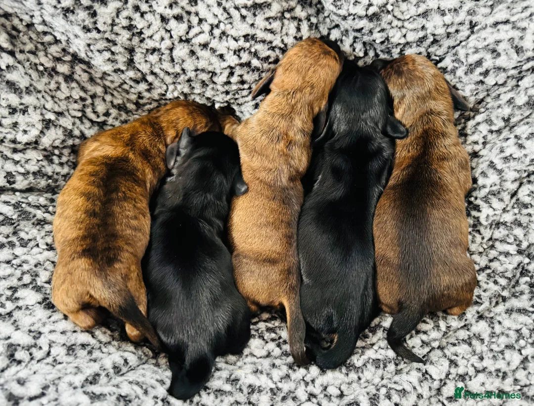 Miniature Dachshund dogs for sale: Gorgeous girls Mini Dachshund  - Advert 2