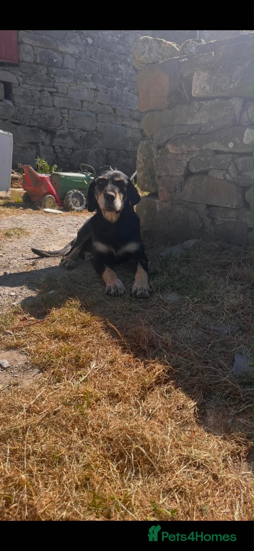 Huntaway dogs for sale: 1 girl and 4 boys available - Advert 11