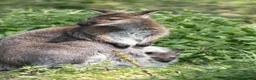 Mixed Breed livestock for sale: Bennett's Wallabies in Leighton Buzzard - Advert 4