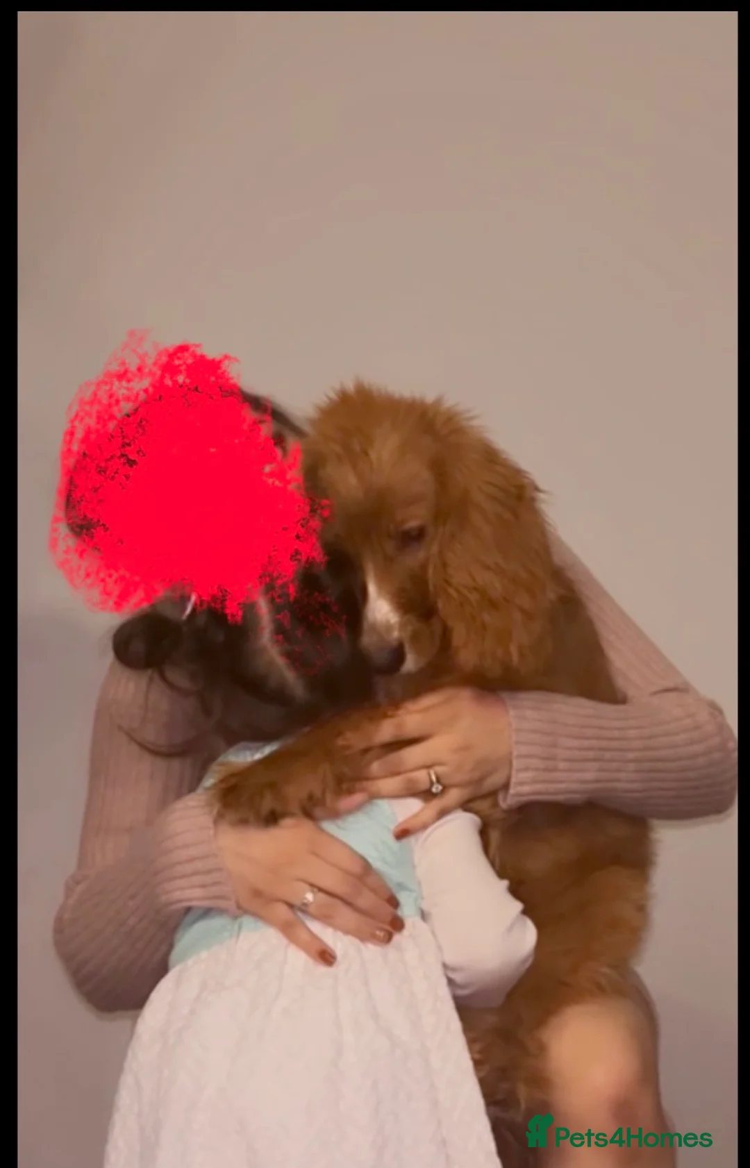 Mixed Breed dogs for sale: Beautiful 8-Month-Old Dog (Rocky)  for Sale in Glasgow - Advert 2