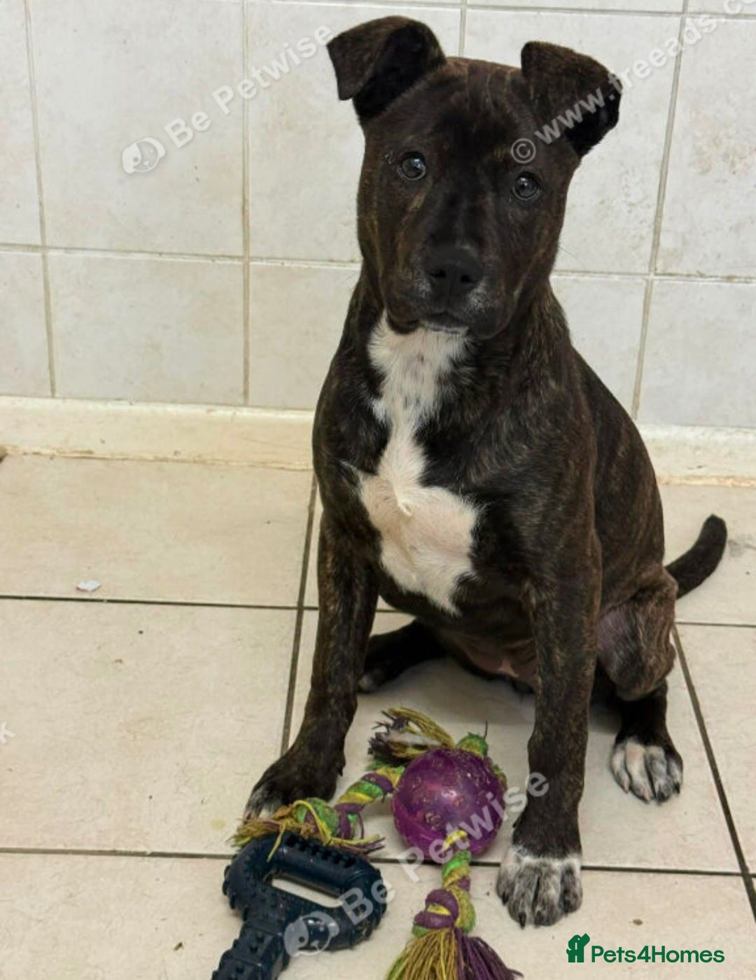 Staffordshire Bull Terrier dogs 🐶 Angel   Staffordshire Bull Terrier cross - Advert 1