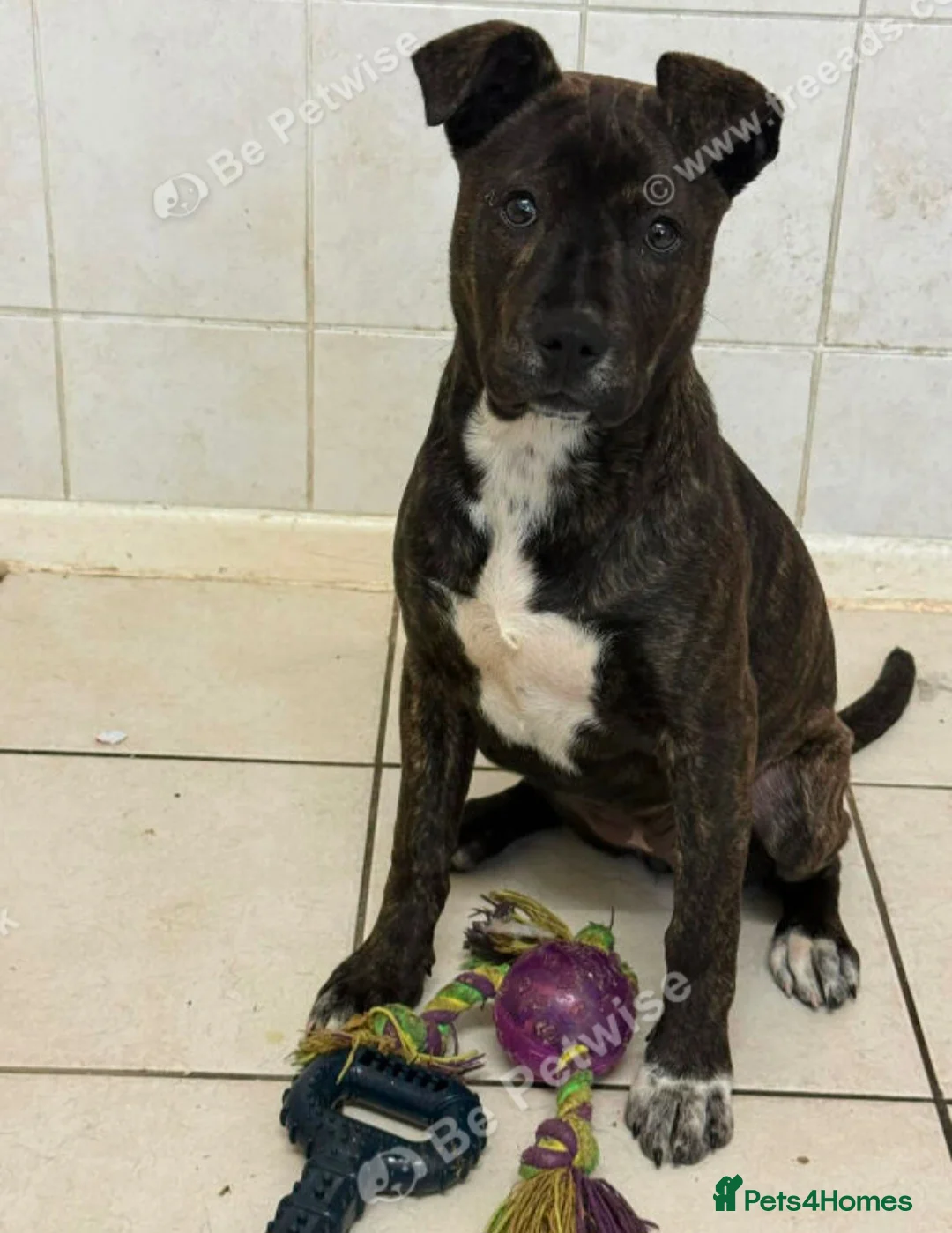 Staffordshire Bull Terrier dogs for sale: 🐶 Angel   Staffordshire Bull Terrier cross - Advert 1