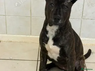 Staffordshire Bull Terrier dogs 🐶 Angel Staffordshire Bull Terrier cross - Advert 1