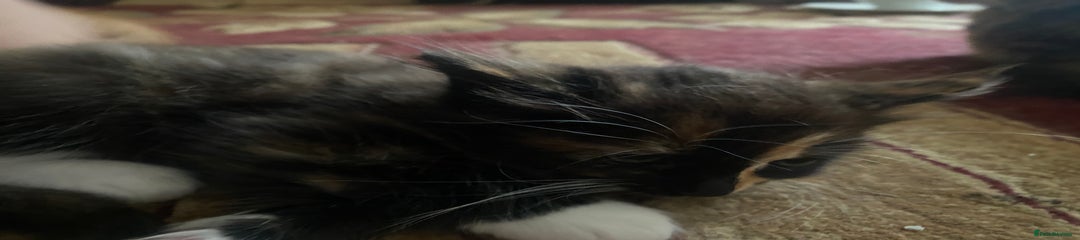American Wirehair Kitten 4