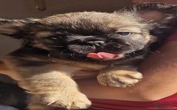 French Bulldog dogs for sale: Fluffy frenchies for sale call 07760346117 - Image 5